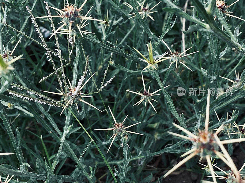 蓟(Cirsium vulgare)特写